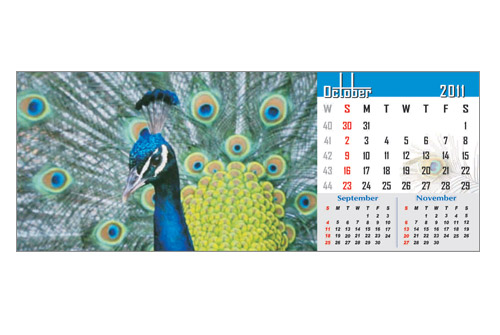 peacock