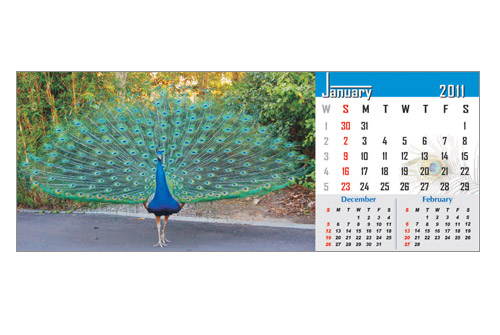 peacock print design