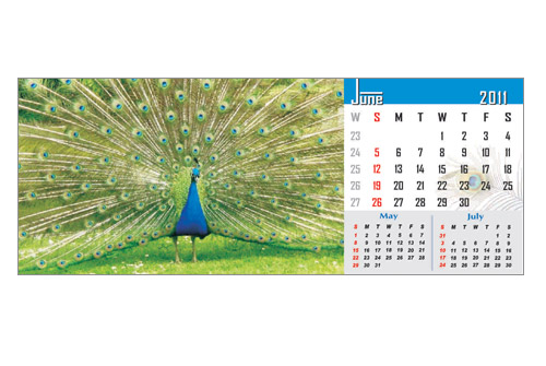 peacock print