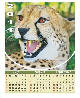Leopard