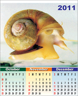 Shells5
